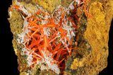 Bright Orange Crocoite Crystal Cluster - Tasmania #171693-2